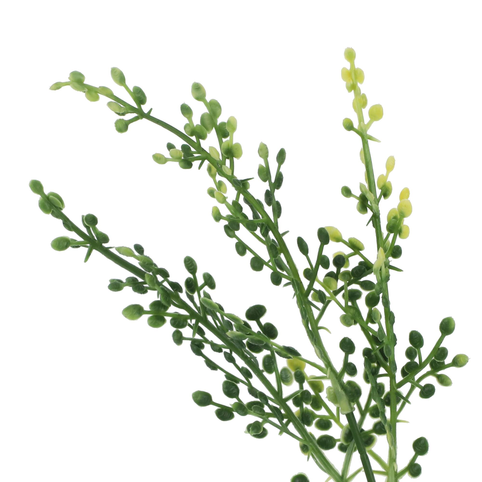 14" Berry Bush by Ashland